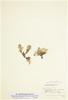 藏品(冷蒿)的圖片